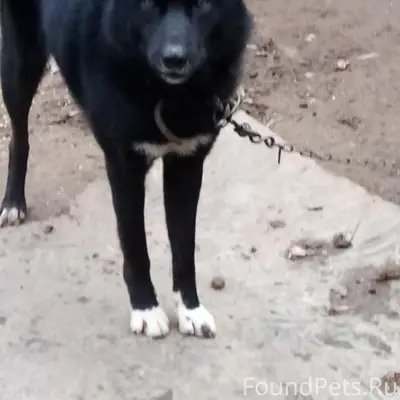 Пропал Джек, Шкловский район