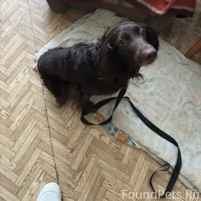 Найденная собака в Корабельной роще