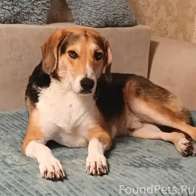 Пропал пёс Рика, район Дашки Песочные