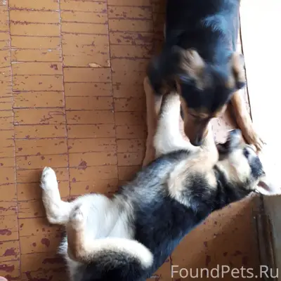 Найдена собака Рашида