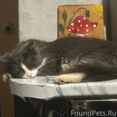 Пропал кот, район Шагова