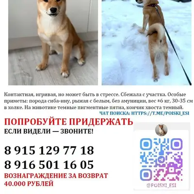 Пропала Сиба-ину Ёси, Раменское