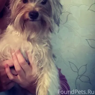 Пропал йоркширский терьер Тим, микр. Рудничный