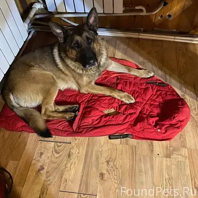 Пропал пёс овчарка, молодой