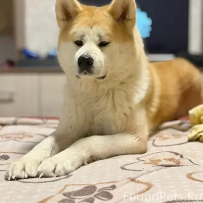Пропала акита Ину, Анета бас 7