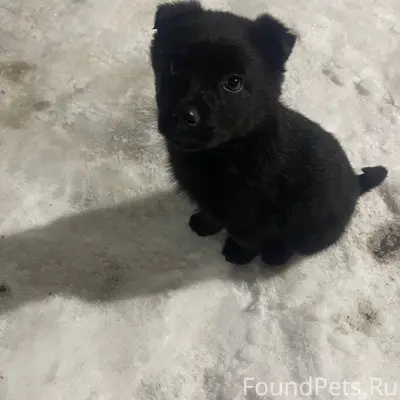 Найден щенок, автостанция