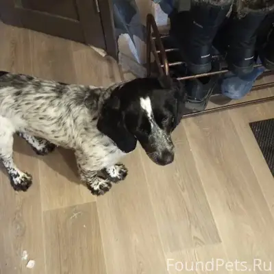 Найден спаниель, найден на ул. Рябиновая