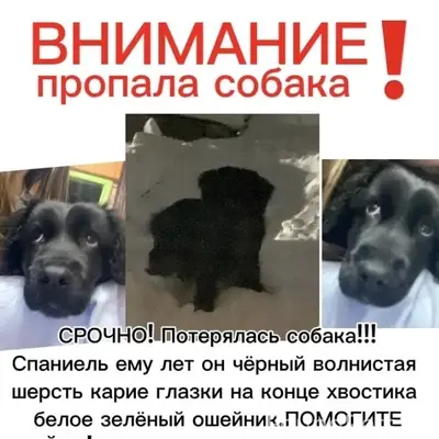 Пропал щенок Микки, СУ-2