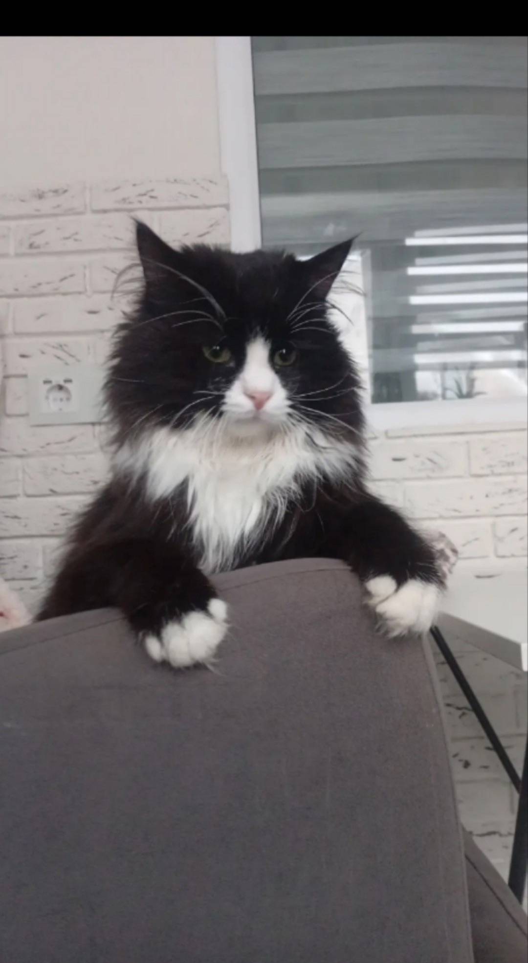 Пропал кот Гектор, чёрный с белым