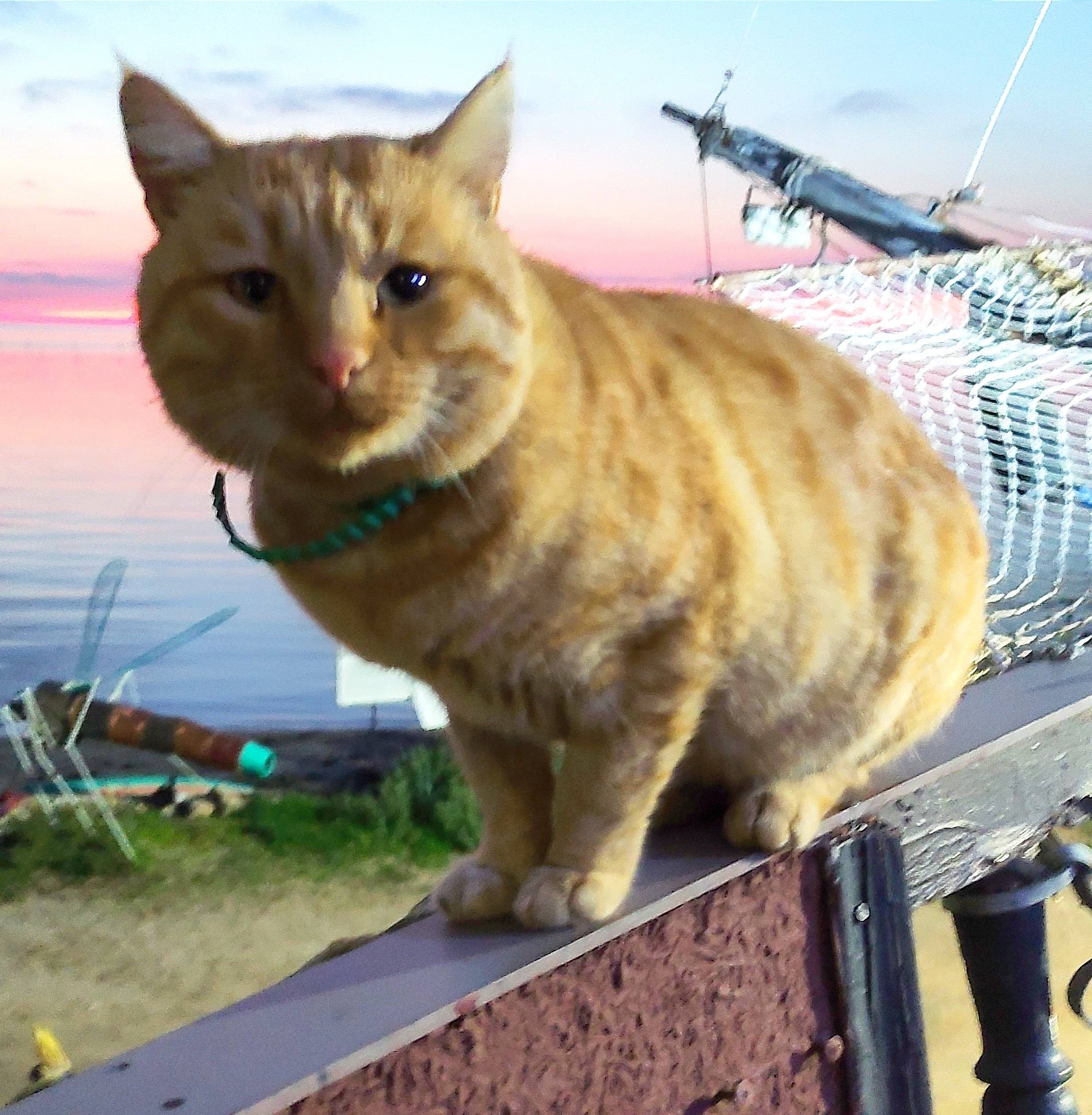 Пропал кот Грэй, Ялта