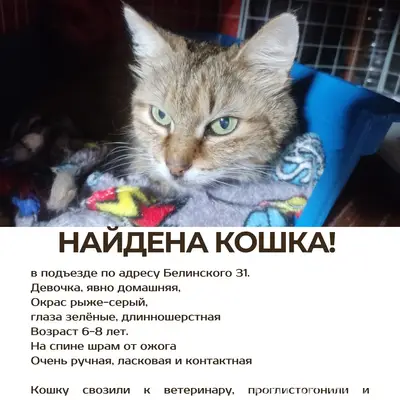 Найдена длинношёрстная кошка, Белинского 31