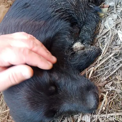 Найден щенок, ул. Коммунальная