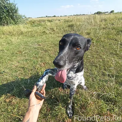 Пропала собака, Феодосия, район очистных