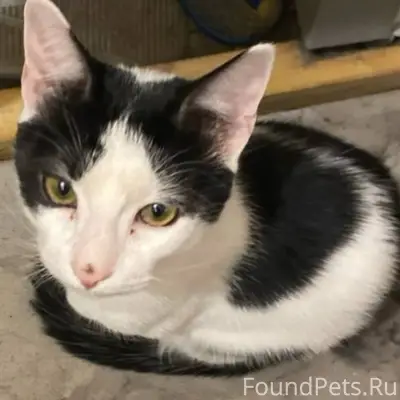 Найден кот, дом 246, 7 подъезд