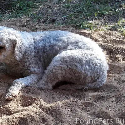 Пропала собака Майки, Минск