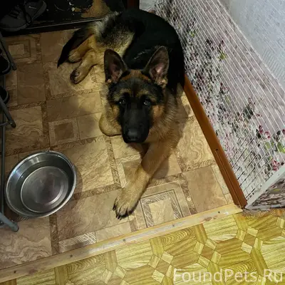 Найден овчарка, между Камским и Факелом