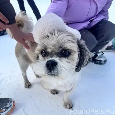 Найден шит-цу, Краснотурьинск