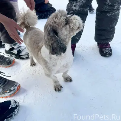 Найден пес шит-цу, Краснотурьинск