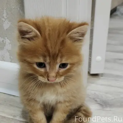 Пропал рыжий котёнок, городской район