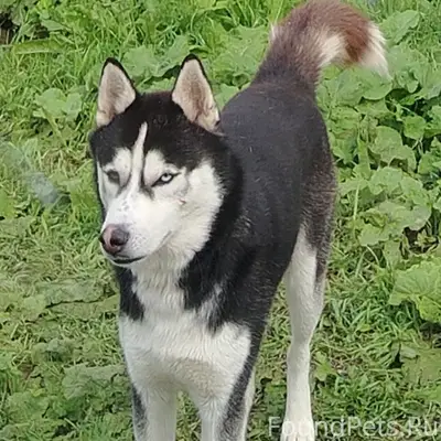 Пропал хаски Бублик, п. Билимбай