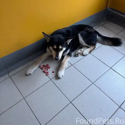 Найден кобель с красным ошейником, Софийская 1/2