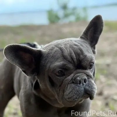 Пропал пёс, Абрамово