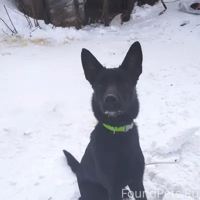 Пропал щенок, чёрный в зелёном ошейнике