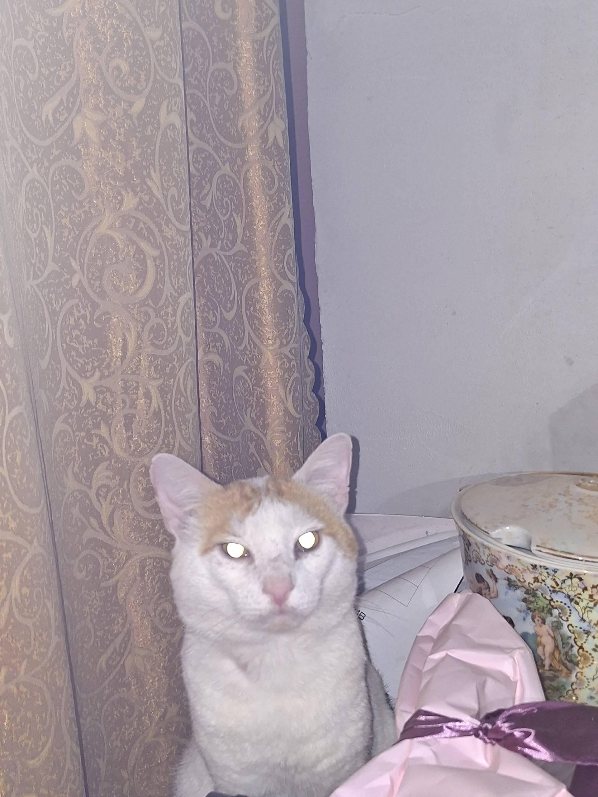 Пропал кот Муся, округ Поварово