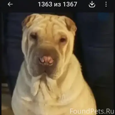 Пропала собака, кв. Погромное