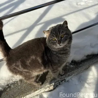 Найден кот, Берша 35