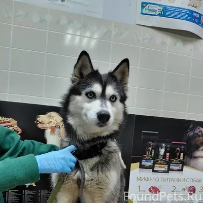 Найден хаски, находится на стационаре «Добрый Доктор»