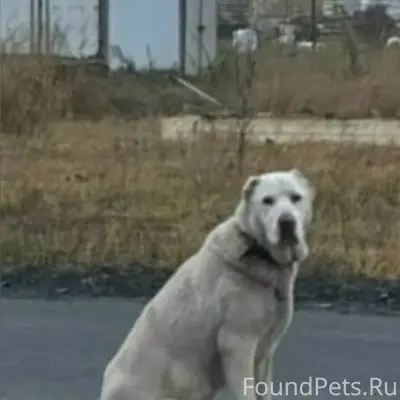 Пропала алабай, без клички