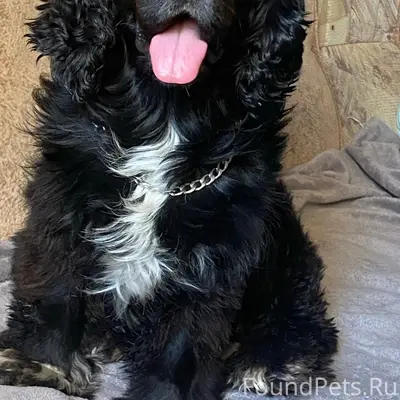 Пропал спаниель, село Верхняя Грязнуха