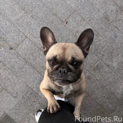 Найден французский бульдог, деревня Крутово