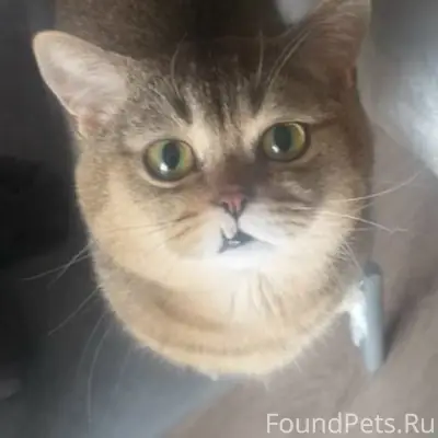 Пропал кот Тёма, Великие Луки