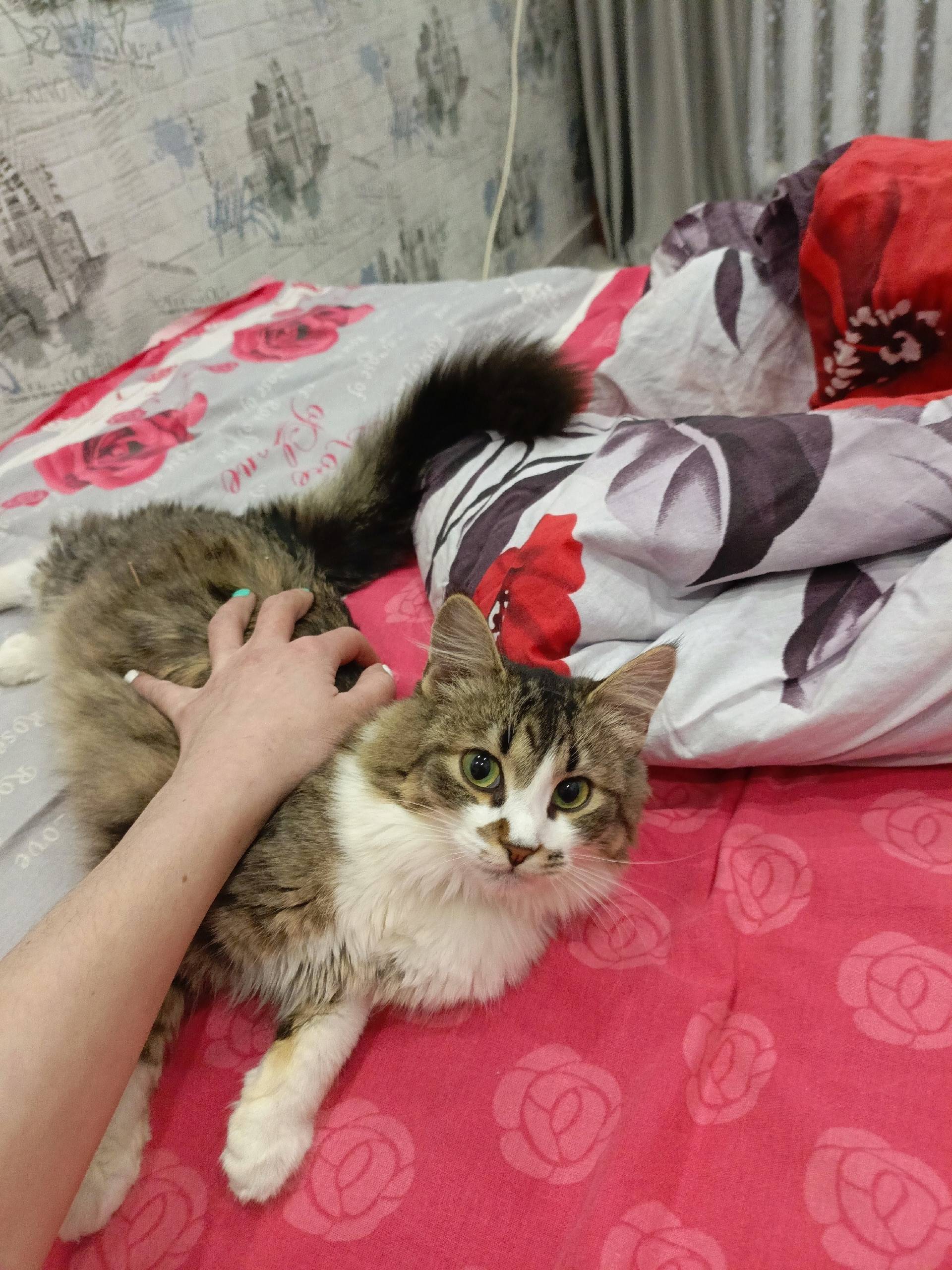Пропала кошка, район второй школы