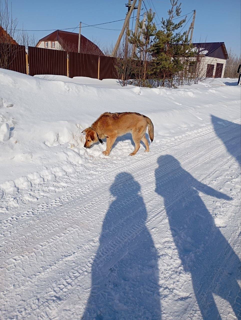 Пропал пёс Рэй, Грабово