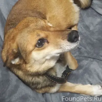 Пропала собака Дина, рыжая, с одним глазиком