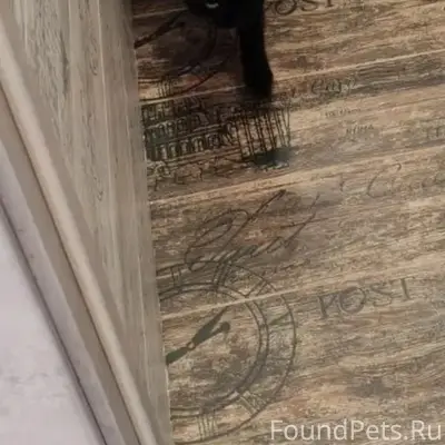 Пропал чёрный кот, Барвиха