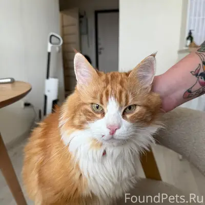 Найден кот, п. Янино