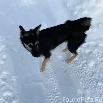 Найден щенок, район Сот Аграрник