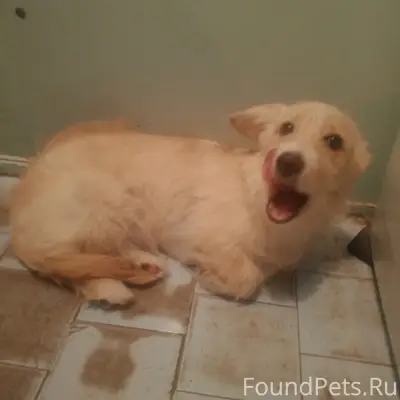 Пропала собака желто-золотистого окраса, 15 мкр