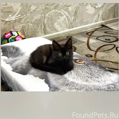 Пропал котёнок Черныш, район ул. Р. Люксембург