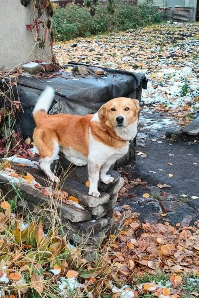 Пропал пёс, Берёзовка