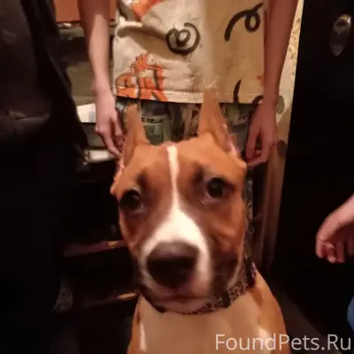 Пропала собака, Щёкино, район 12 школы