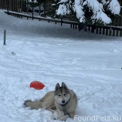 Пропал пёс Чуй, деревня Засыпье