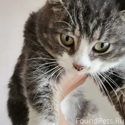 Найден котик, Санкт-Петербург, Парнас