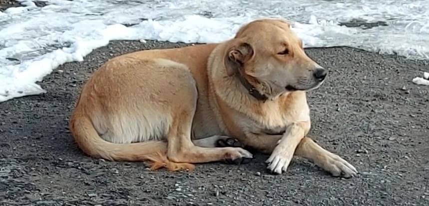 Пропал кобель Лосяша, у Хладокомбината