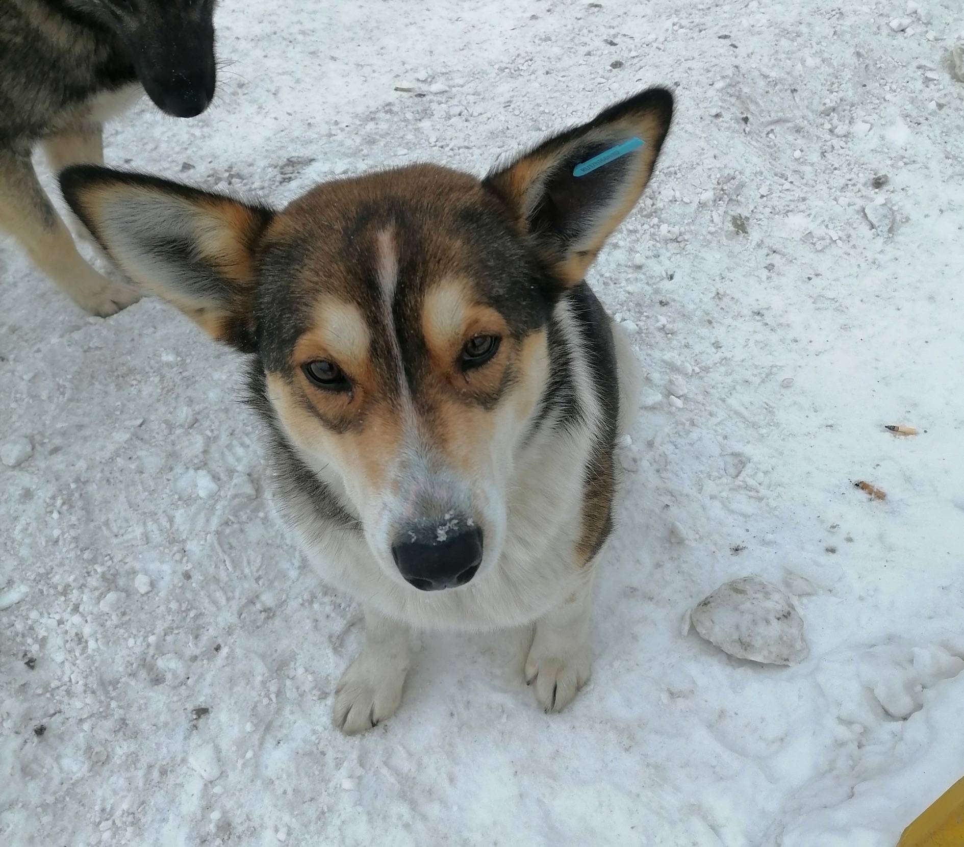 Пропала собака Найда, Красное поле, Прудное