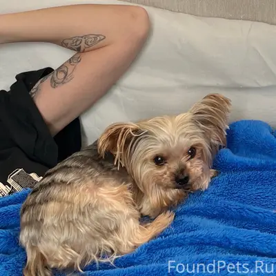 Пропал пёс Томми, Залинейный район